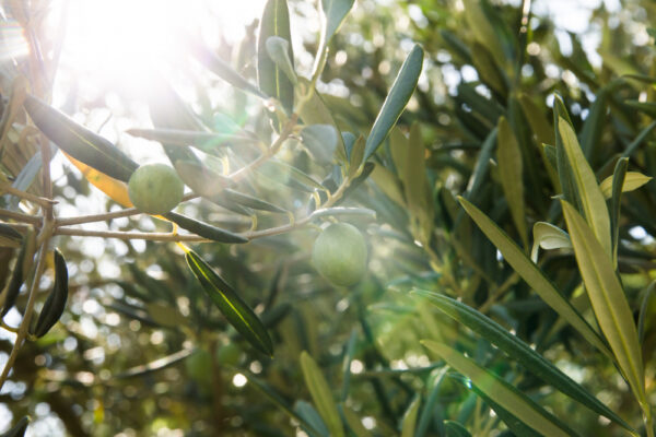 olive-trees